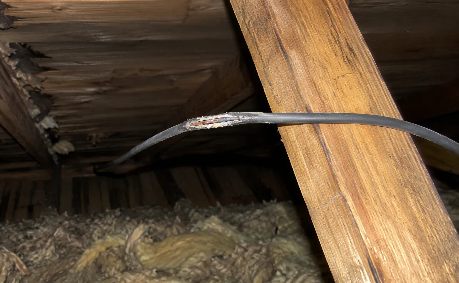Squirrel removal from a Baton Rouge attic and roofline